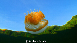 Taken while snorkeling at Jellyfish Lake on a crystal cle... by Andrew Sonis 